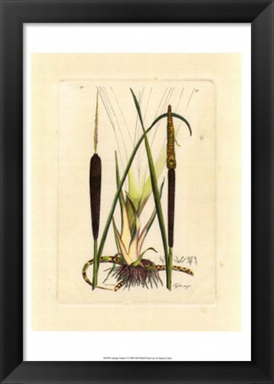 Framed Antique Cattail I Print