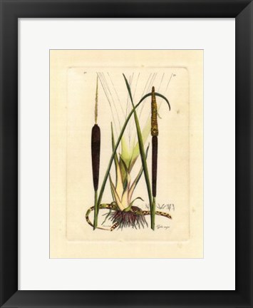 Framed Antique Cattail I Print