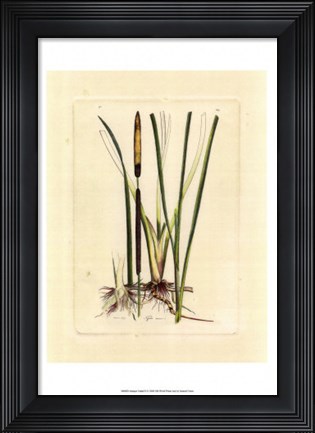 Framed Antique Cattail II Print