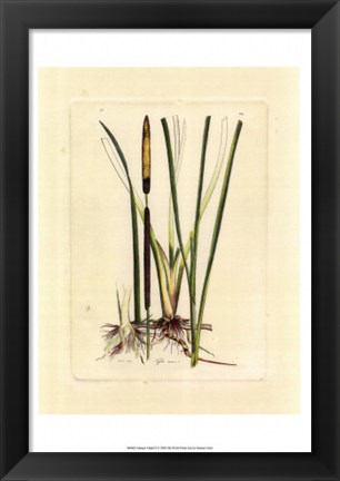 Framed Antique Cattail II Print