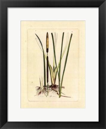 Framed Antique Cattail II Print