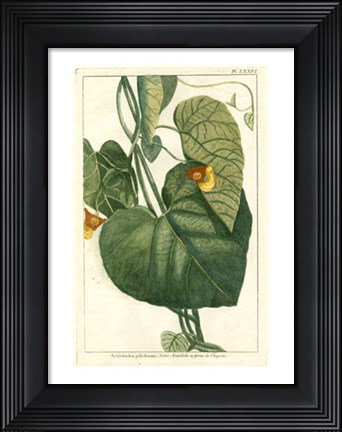 Framed Botanical by Buchoz I (D) Print