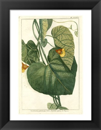 Framed Botanical by Buchoz I (D) Print