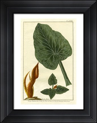 Framed Botanical by Buchoz II (D) Print