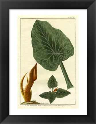 Framed Botanical by Buchoz II (D) Print