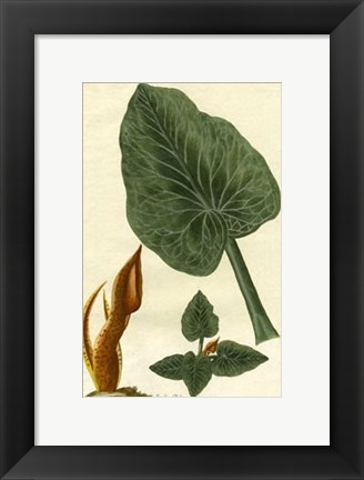 Framed Botanical by Buchoz II (D) Print
