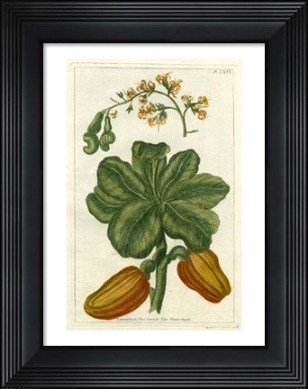 Framed Botanical by Buchoz III (D) Print