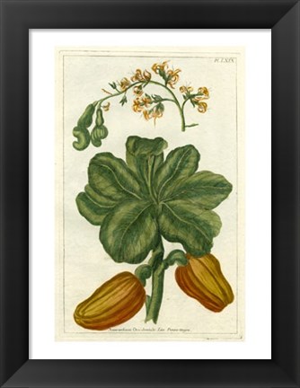 Framed Botanical by Buchoz III (D) Print