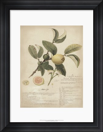 Framed Botanical I Print