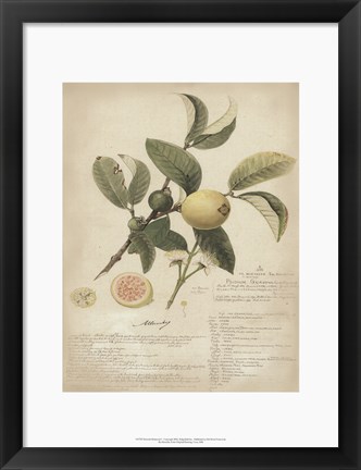 Framed Botanical I Print