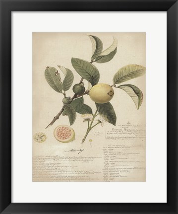 Framed Botanical I Print