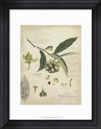 Framed Botanical II Print