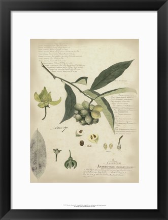 Framed Botanical II Print