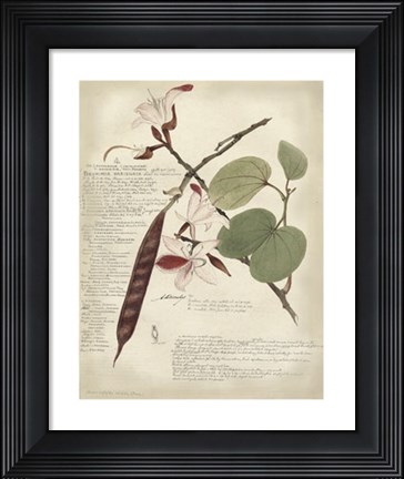 Framed Botanical III Print