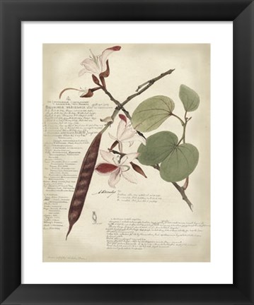 Framed Botanical III Print