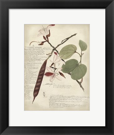 Framed Botanical III Print