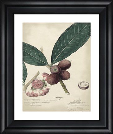 Framed Botanical IV Print