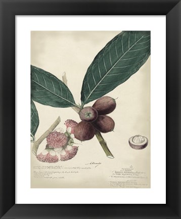 Framed Botanical IV Print