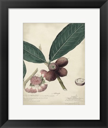 Framed Botanical IV Print