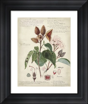 Framed Botanical V Print
