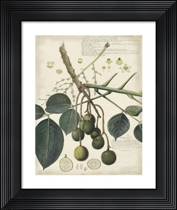 Framed Botanical VI Print
