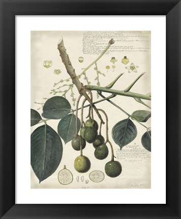 Framed Botanical VI Print