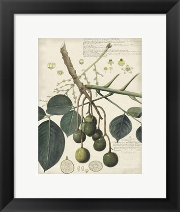 Framed Botanical VI Print