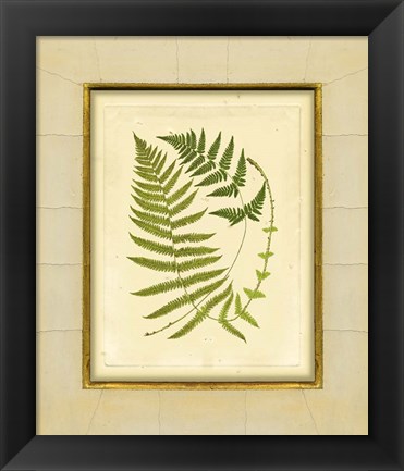 Framed Fern with Crackle Mat (H) III Print