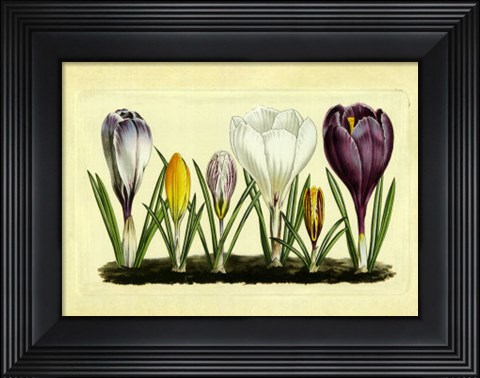 Framed Crocus I Print