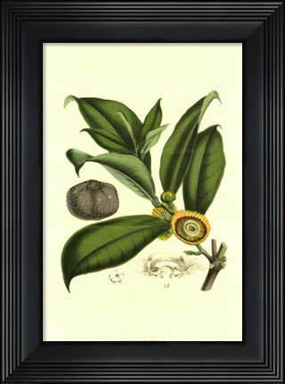 Framed Exotic Foliage I Print