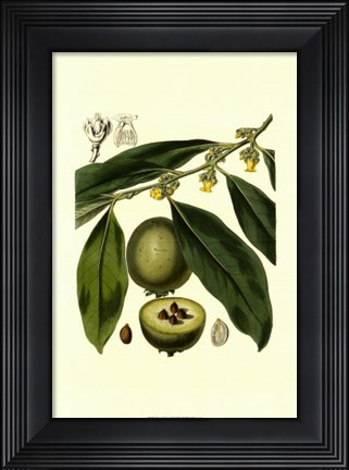 Framed Exotic Foliage II Print