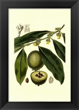 Framed Exotic Foliage II Print