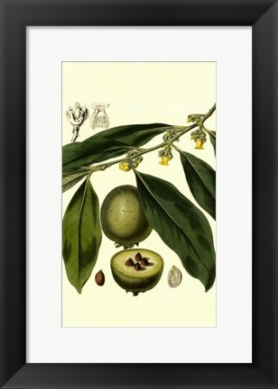 Framed Exotic Foliage II Print