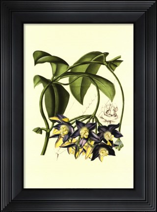 Framed Exotic Foliage III Print