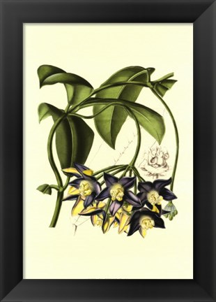 Framed Exotic Foliage III Print