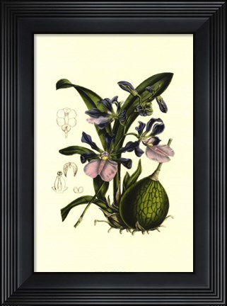 Framed Exotic Foliage IV Print