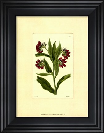 Framed Red Curtis Botanical I Print