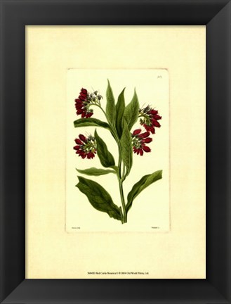 Framed Red Curtis Botanical I Print