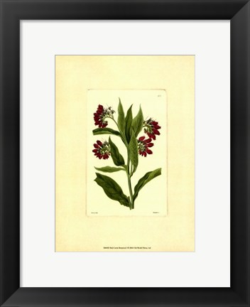 Framed Red Curtis Botanical I Print