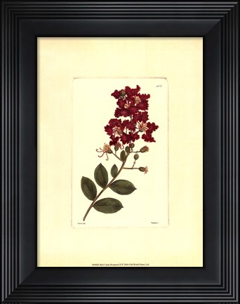 Framed Red Curtis Botanical II Print