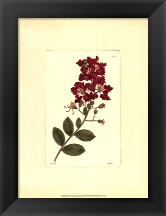 Framed Red Curtis Botanical II Print