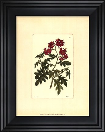 Framed Red Curtis Botanical III Print