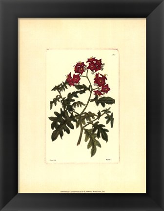 Framed Red Curtis Botanical III Print