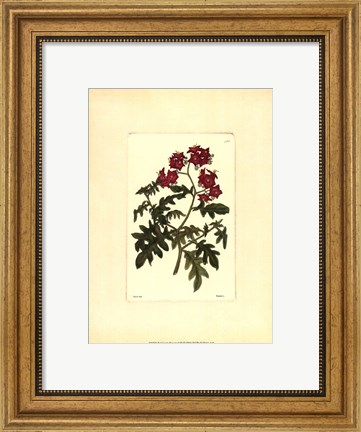 Framed Red Curtis Botanical III Print