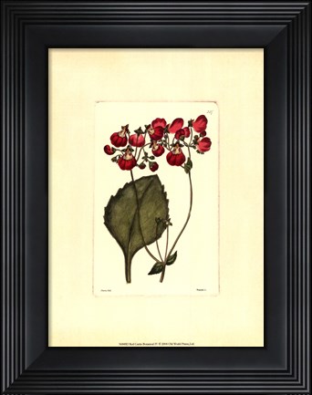 Framed Red Curtis Botanical IV Print