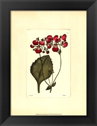 Framed Red Curtis Botanical IV Print