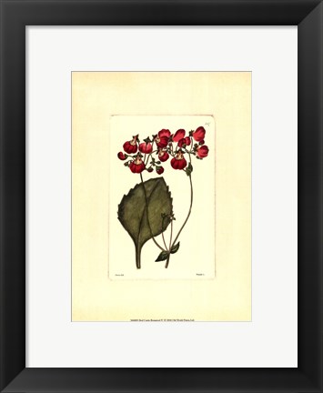 Framed Red Curtis Botanical IV Print