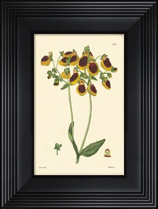 Framed Yellow Curtis Botanical I Print