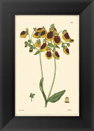 Framed Yellow Curtis Botanical I Print