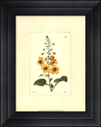 Framed Yellow Curtis Botanical II Print